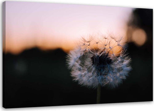 Quadro-su-tela,-Denti-di-leone-al-tramonto