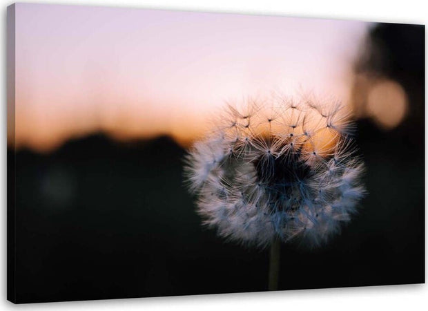 Quadro-su-tela,-Denti-di-leone-al-tramonto