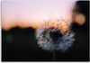 Quadro-su-tela,-Denti-di-leone-al-tramonto