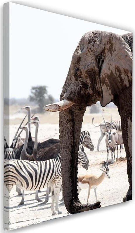 Quadro-su-tela,-Elefante-Africa-Animali-Natura