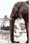 Quadro-su-tela,-Elefante-Africa-Animali-Natura