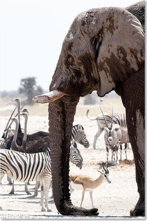 Quadro-su-tela,-Elefante-Africa-Animali-Natura