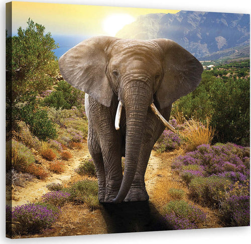 Quadro-su-tela,-Elefante-al-tramonto