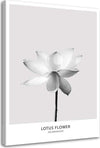 Quadro-su-tela,-Fiore-di-loto-bianco-Natura