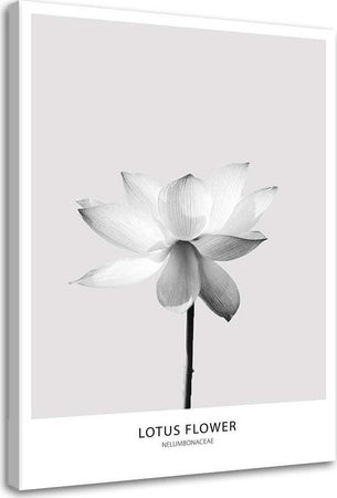 Quadro-su-tela,-Fiore-di-loto-bianco-Natura