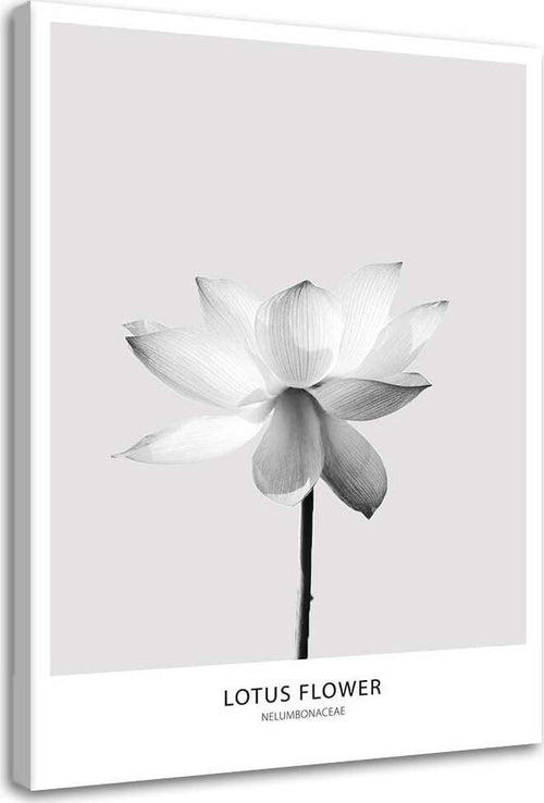 Quadro-su-tela,-Fiore-di-loto-bianco-Natura