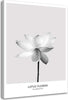 Quadro-su-tela,-Fiore-di-loto-bianco-Natura
