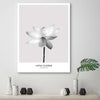 Quadro-su-tela,-Fiore-di-loto-bianco-Natura
