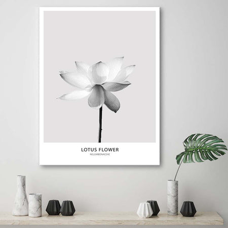 Quadro-su-tela,-Fiore-di-loto-bianco-Natura