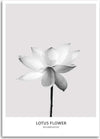 Quadro-su-tela,-Fiore-di-loto-bianco-Natura