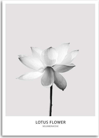 Quadro-su-tela,-Fiore-di-loto-bianco-Natura