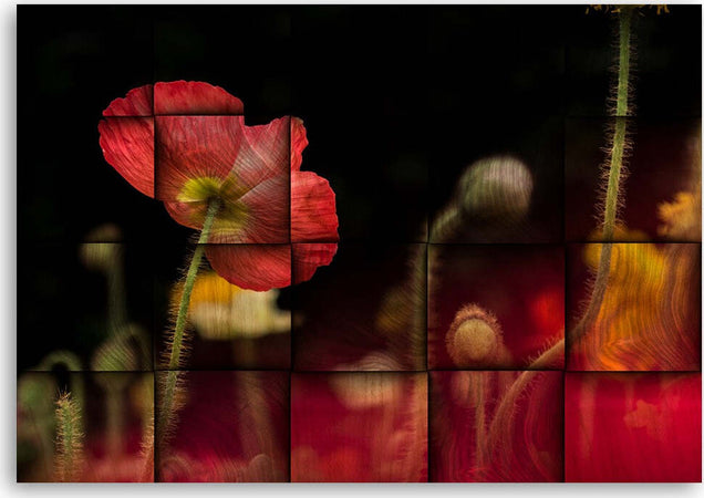 Quadro-su-tela,-Fiore-di-papavero-rosso