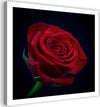 Quadro-su-tela,-Fiore-di-rosa-rossa