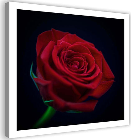 Quadro-su-tela,-Fiore-di-rosa-rossa