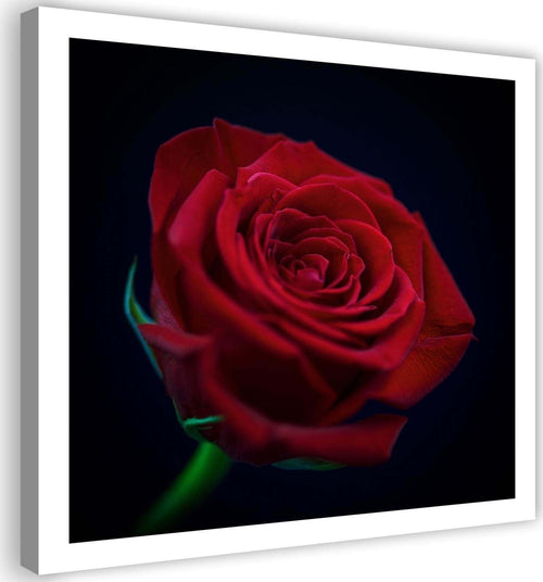 Quadro-su-tela,-Fiore-di-rosa-rossa