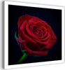 Quadro-su-tela,-Fiore-di-rosa-rossa