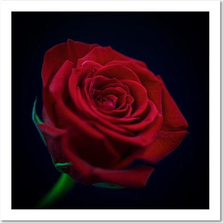 Quadro-su-tela,-Fiore-di-rosa-rossa