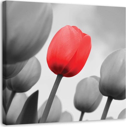 Quadro-su-tela,-Fiore-di-tulipano-rosso