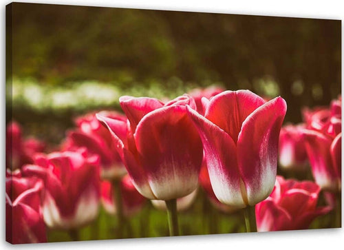 Quadro-su-tela,-Fiore-di-tulipano-rosso