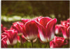 Quadro-su-tela,-Fiore-di-tulipano-rosso