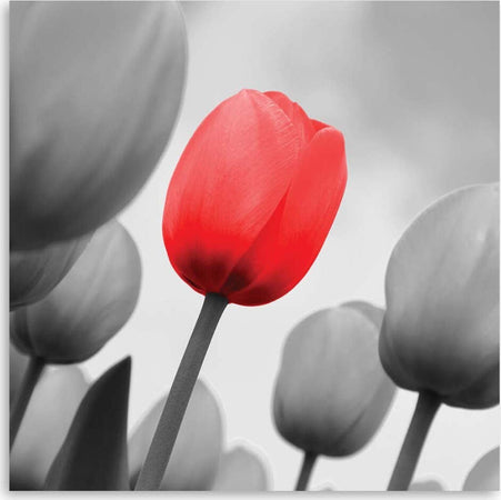 Quadro-su-tela,-Fiore-di-tulipano-rosso