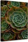 Quadro-su-tela,-Fiore-verde-succulento