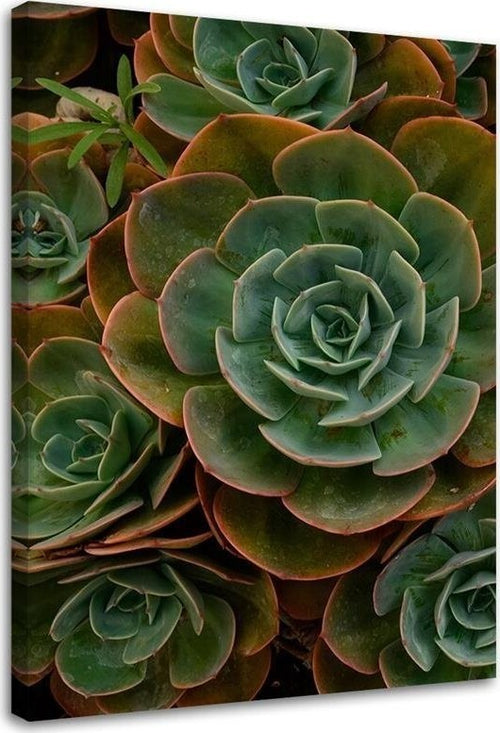 Quadro-su-tela,-Fiore-verde-succulento