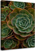 Quadro-su-tela,-Fiore-verde-succulento