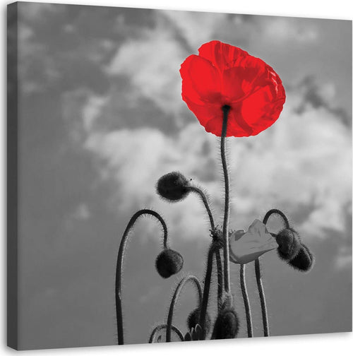 Quadro-su-tela,-Fiori-di-papavero-rosso-Natura