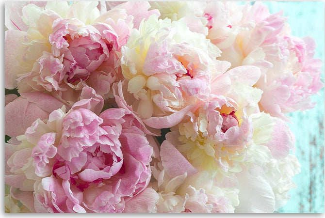 Quadro-su-tela,-Fiori-di-peonia-rosa
