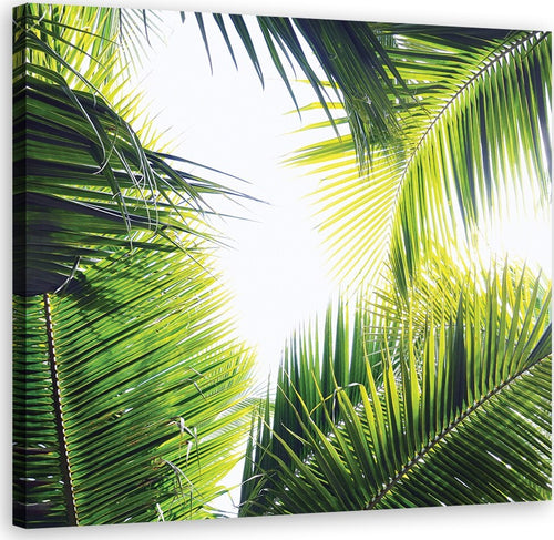 Quadro-su-tela,-foglie-di-palma