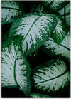 Quadro-su-tela,-Foglie-verdi-pianta-della-natura