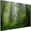 Quadro-su-tela,-Foresta-della-giungla-tropicale