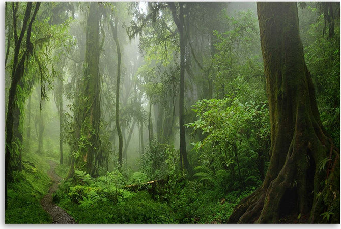 Quadro-su-tela,-Foresta-della-giungla-tropicale