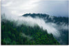 Quadro-su-tela,-Foresta-nella-nebbia