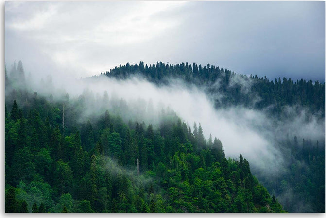 Quadro-su-tela,-Foresta-nella-nebbia
