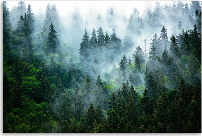 Quadro-su-tela,-Foresta-nella-nebbia