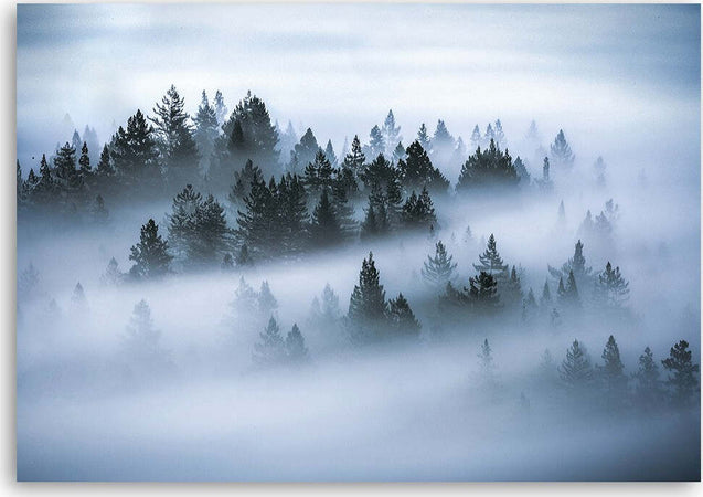 Quadro-su-tela,-Foresta-nella-nebbia