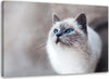Quadro-su-tela,-Gatto-Animali-Natura
