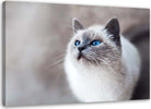 Quadro-su-tela,-Gatto-Animali-Natura