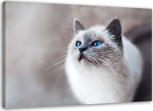 Quadro-su-tela,-Gatto-Animali-Natura