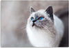 Quadro-su-tela,-Gatto-Animali-Natura