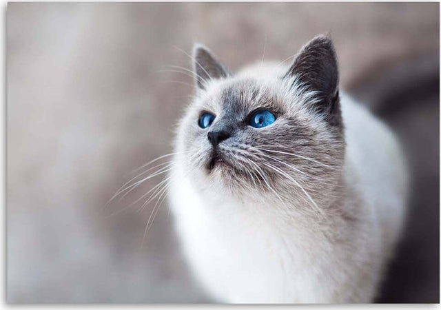 Quadro-su-tela,-Gatto-Animali-Natura