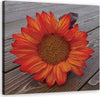 Quadro-su-tela,-Girasole-arancione