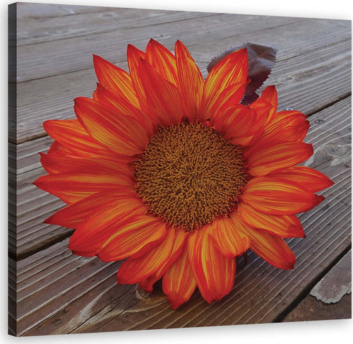 Quadro-su-tela,-Girasole-arancione