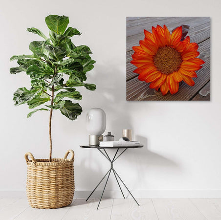 Quadro-su-tela,-Girasole-arancione