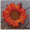 Quadro-su-tela,-Girasole-arancione