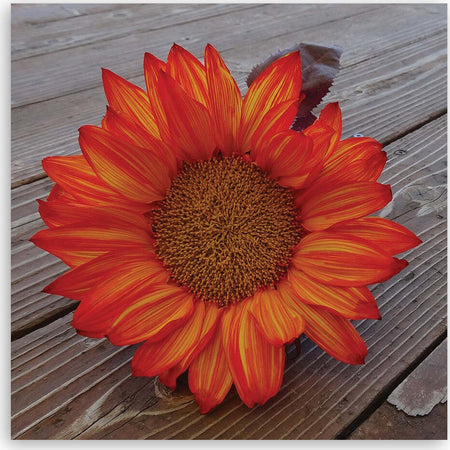 Quadro-su-tela,-Girasole-arancione