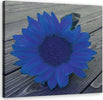 Quadro-su-tela,-Girasole-blu
