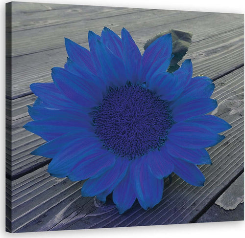Quadro-su-tela,-Girasole-blu